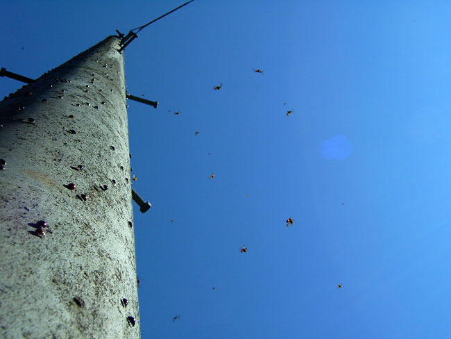 テントウムシの群