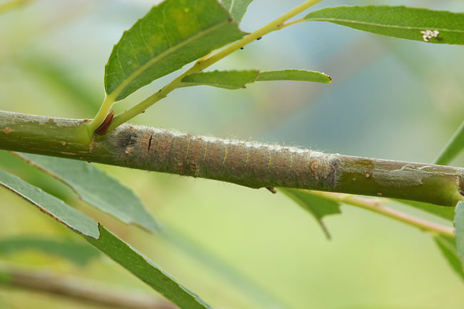 カレハガの幼虫