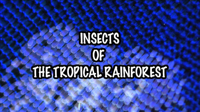 今日からマレーシア