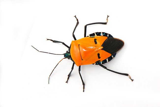 ジンメンカメムシ