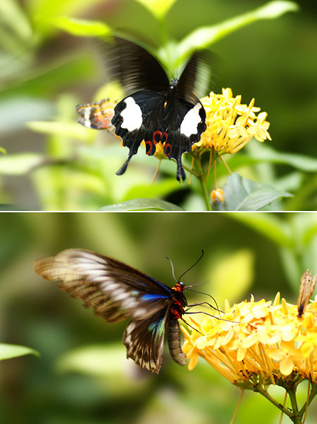 バタフライファームのチョウ