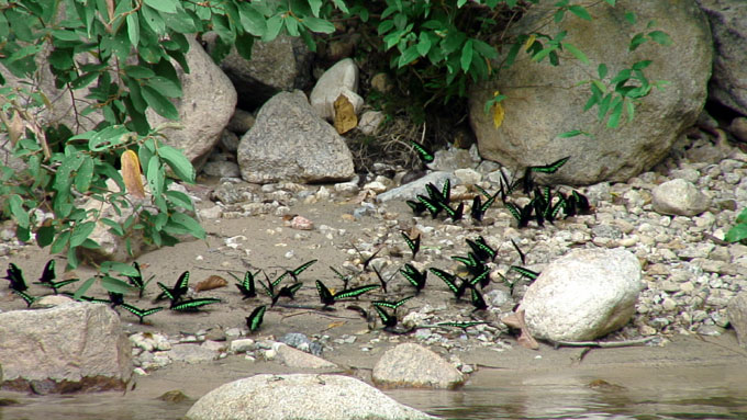 アカエリトリバネアゲハの吸水集団