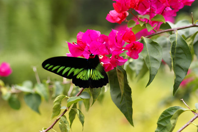 ブーゲンビリアの花に来たアカエリトリバネアゲハ