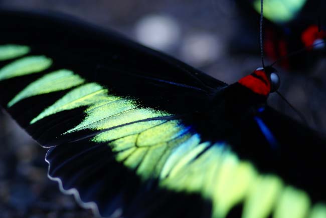 アカエリトリバネアゲハの撮影