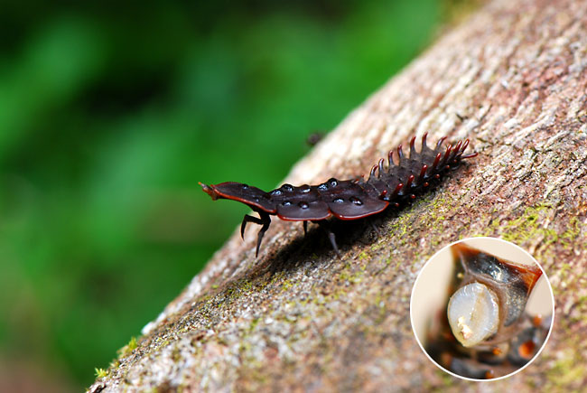 サンヨウベニボタル