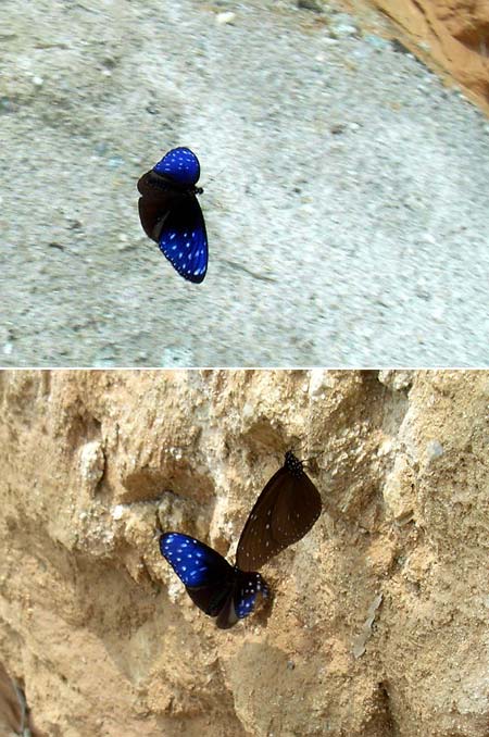 ツマムラサキマダラ