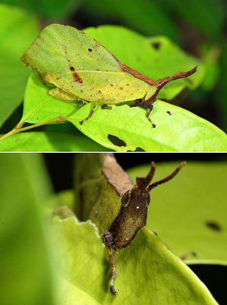 葉っぱが葉っぱを食べる