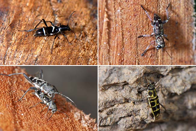 伐採木にいたカミキリムシ