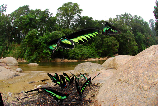 アカエリトリバネアゲハの吸水
