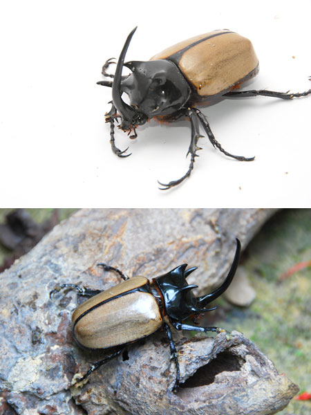 マレーシアのゴホンツノカブト