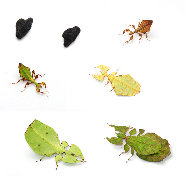 オオコノハムシの一生