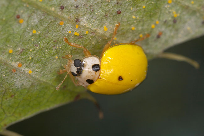 キイロテントウ