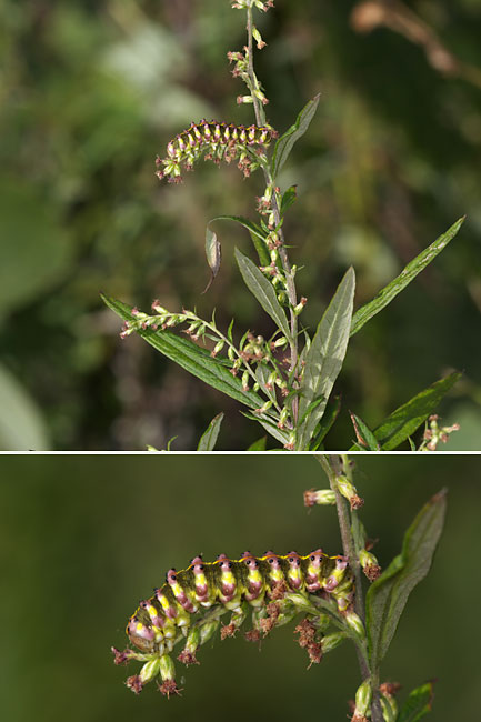 ハイイロセダカモクメの幼虫