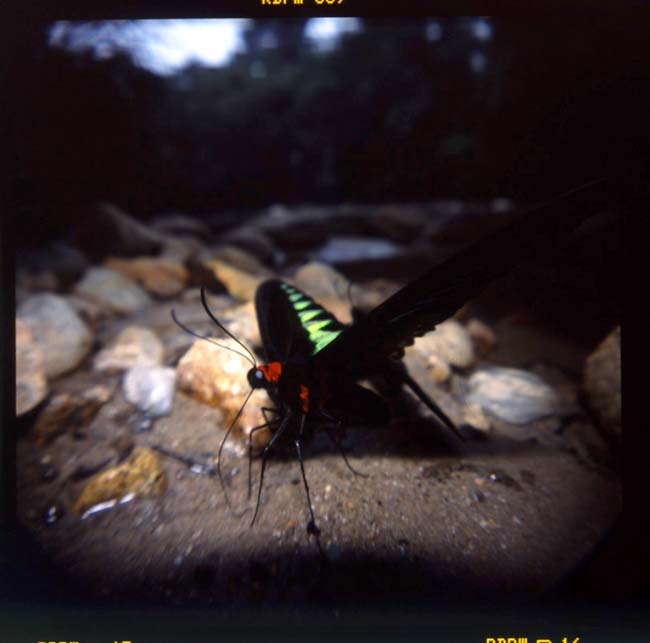 HOLGAで撮影したアカエリトリバネアゲハ