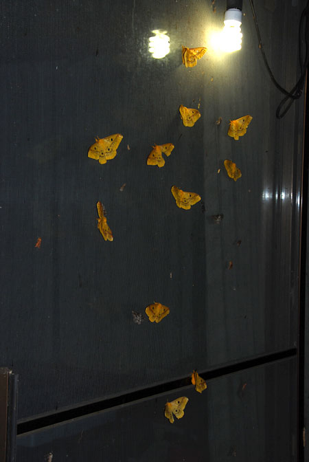 ウスタビガのメスの大発生?