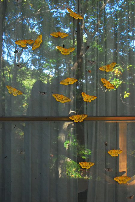 今日のウスタビガ