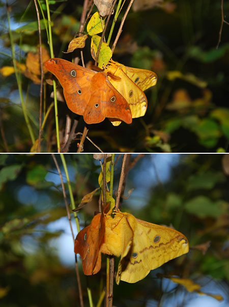 ウスタビガの交尾