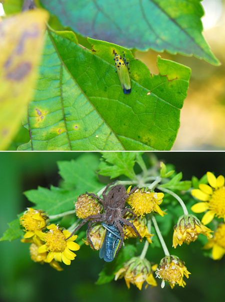 ツマグロオオヨコバイ