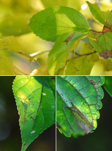今日のオオムラサキの幼虫