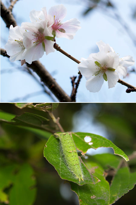 ゴマダラチョウの幼虫