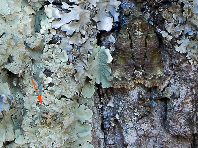 虫さがしクイズの答え