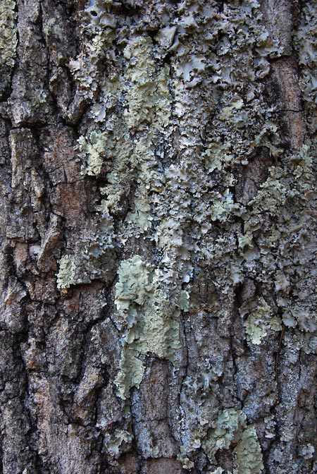 何がかくれているのだろう（虫さがしクイズ）