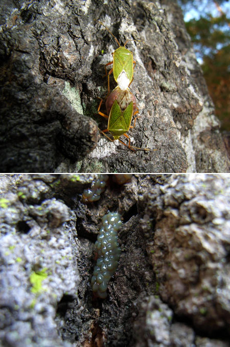 クヌギカメムシ