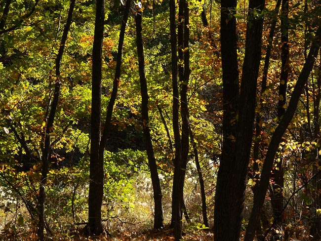 雑木林の秋
