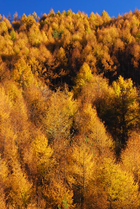 青空とカラマツ