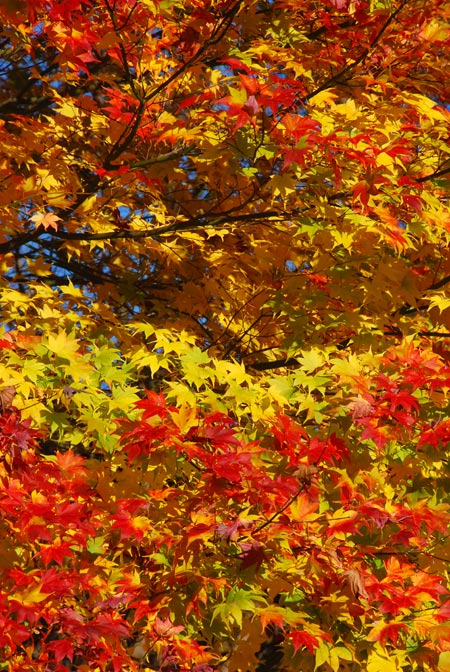 カエデの紅葉