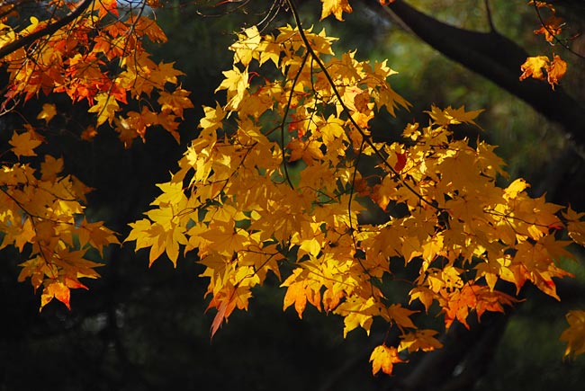 再びカエデの紅葉