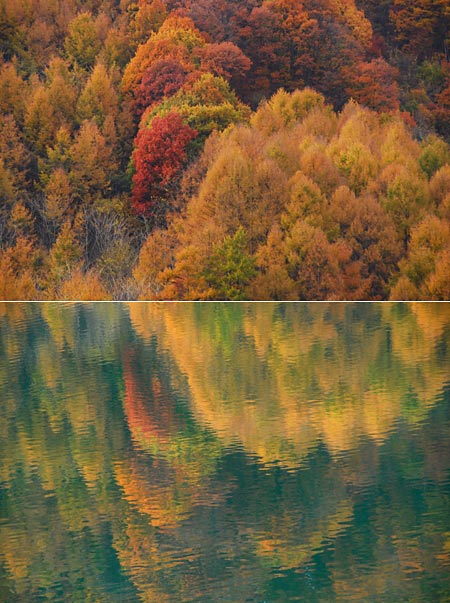 水に映るカラマツ