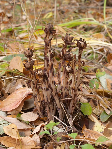 アキノギンリョウソウ