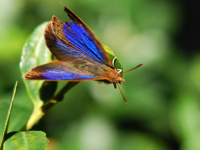今日からペルー