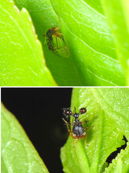 ペルーから初の日記