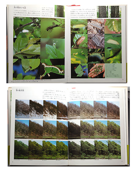 林と虫たちの一年