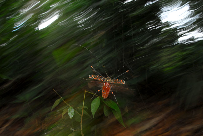 ペルー昆虫記　テナガカミキリ