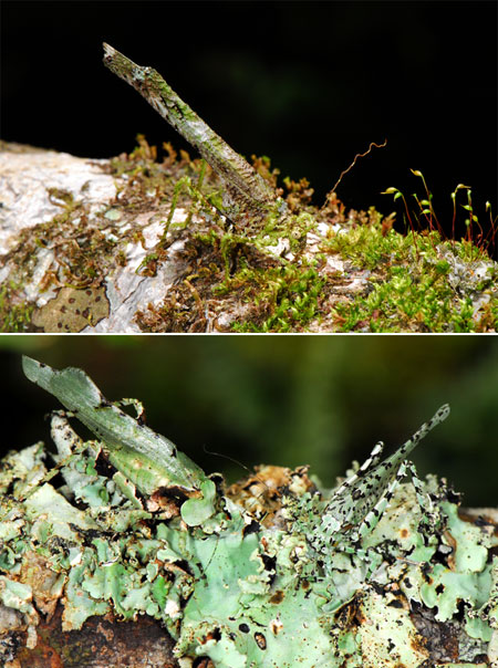 ペルー昆虫記　コケギス