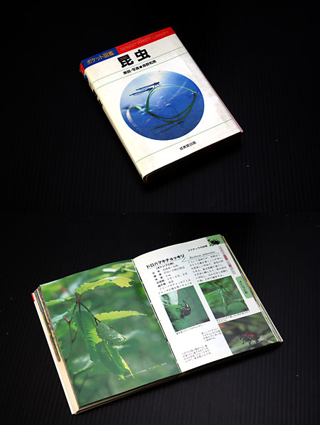 ポケット図鑑昆虫
