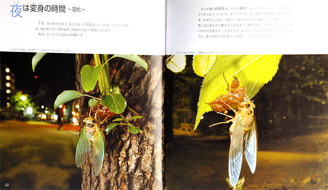 都会にすみついたセミたち