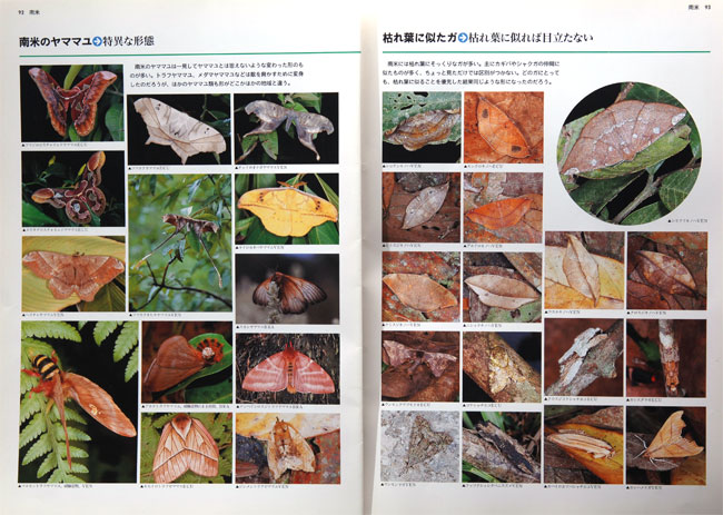 大昆虫記熱帯雨林編