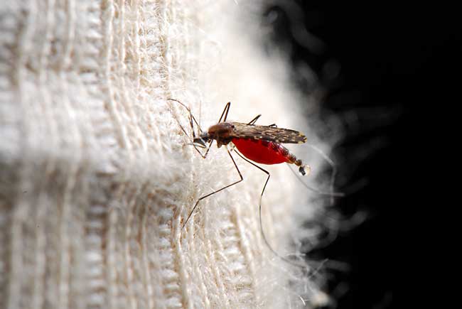 ペルー昆虫記　マラリアカ(ハマダラカ）