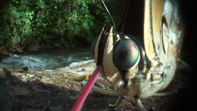 ペルー昆虫記　プレポナ