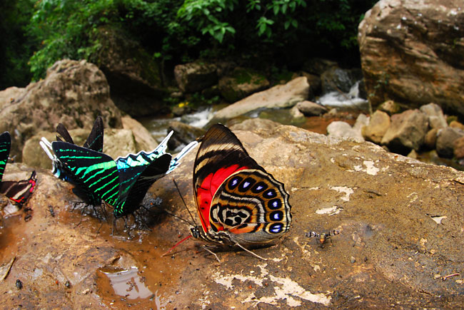 ペルー昆虫記　アグリアス　ルーゲンス