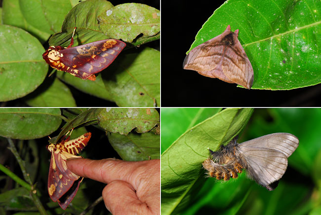 ペルー昆虫記　　トラフヤママユ　触ると怒る