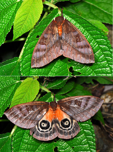 ペルー昆虫記　　メダマヤママユ　触ると怒る