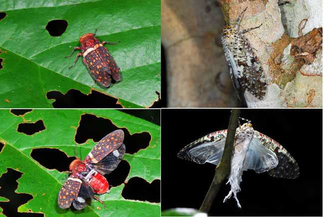 ペルー昆虫記　　ハゴロモの仲間　触ると怒る