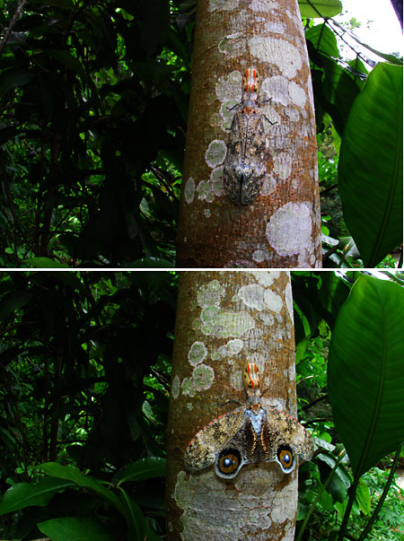 ペルー昆虫記　　ユカタンビワハゴロ　触ると怒る