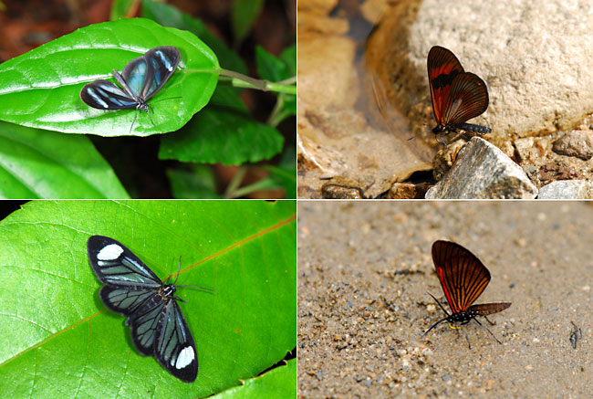 ペルー昆虫記　毒チョウに似た蛾