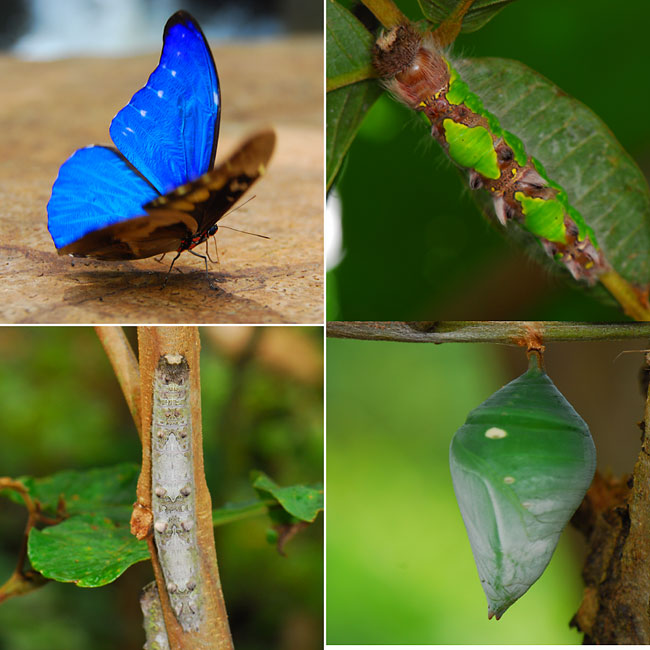 ペルー昆虫記　カキカモルフォの一生